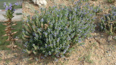 Dracocephalum moldavica