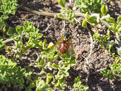 Chrysotoxum triarcuatum