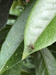 Chrysotus spectabilis