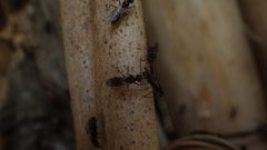 Dolichoderus bispinosus