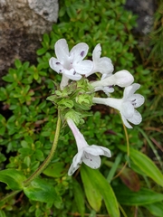 Nardostachys jatamansi