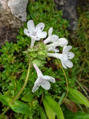 Nardostachys jatamansi