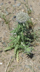 Echinops gmelinii