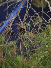 Pinopsida