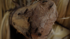 Dolichoderus bispinosus