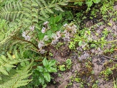 Valeriana microphylla