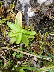 Pinguicula alpina