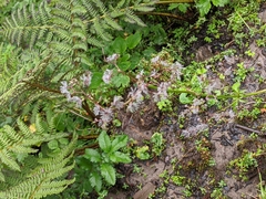 Valeriana microphylla