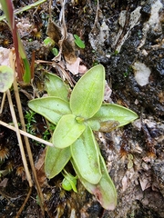 Pinguicula alpina