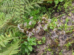 Valeriana microphylla