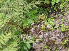 Valeriana microphylla