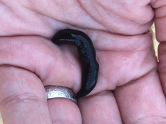 Haemopis lateromaculata