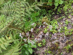 Valeriana microphylla