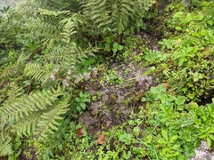 Valeriana microphylla