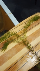 Ceratophyllum echinatum