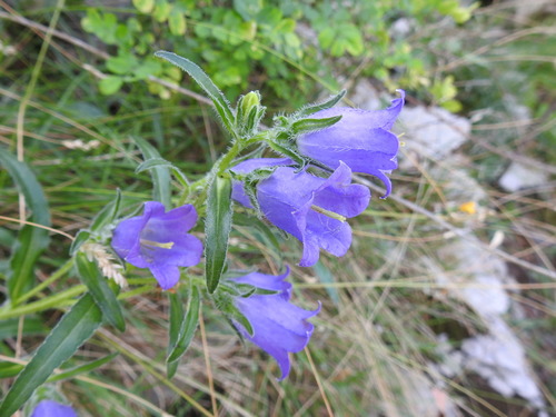 Image of Campanula speciosa by (c) Yves Bas, some rights reserved (CC BY)