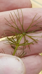 Ceratophyllum echinatum