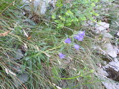 Campanula speciosa