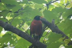 Turdus migratorius