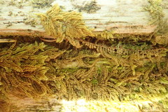 Hypnum dieckii