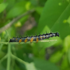 Nymphalis