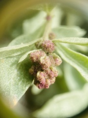 Atriplex gardneri