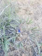 Lupinus pusillus