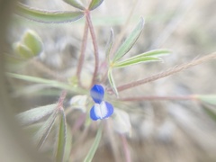 Lupinus pusillus