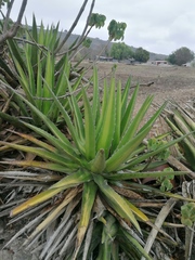 Agave convallis