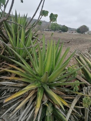 Agave convallis