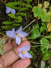 Meconopsis