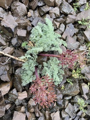 Lomatium minus