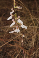 Schiedeella transversalis