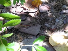 Eutropis multifasciata