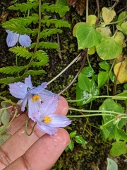 Meconopsis