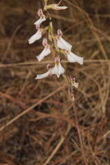 Schiedeella transversalis