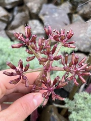 Lomatium minus