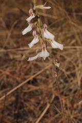 Schiedeella transversalis