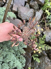 Lomatium minus