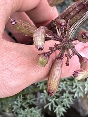 Lomatium minus