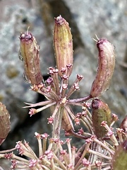 Lomatium minus