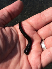 Haemopis lateromaculata