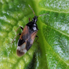 Anthocoris gallarumulmi