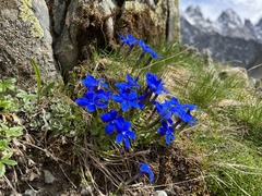 Gentiana brachyphylla brachyphylla