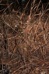 Schiedeella transversalis