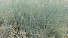 Ephedra equisetina