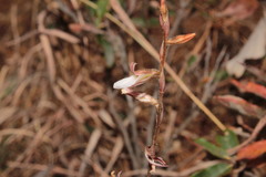 Schiedeella transversalis