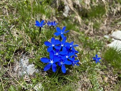Gentiana brachyphylla brachyphylla