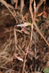 Schiedeella transversalis