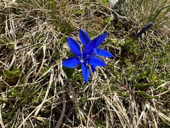 Gentiana brachyphylla brachyphylla